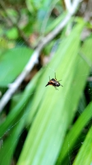 Micrathena triangularispinosa