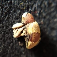 Rhinochenus stigma