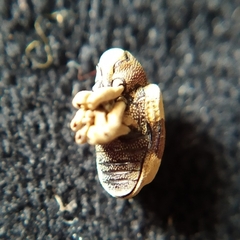 Rhinochenus stigma