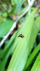 Micrathena triangularispinosa