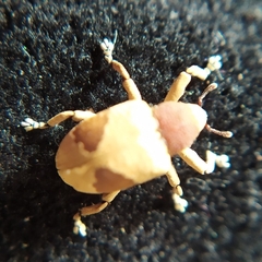 Rhinochenus stigma