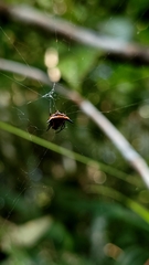 Micrathena triangularispinosa