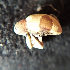 Rhinochenus stigma