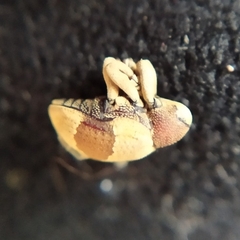 Rhinochenus stigma