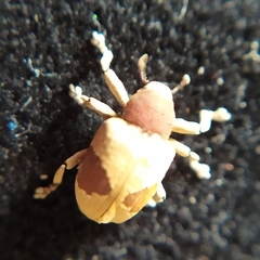 Rhinochenus stigma