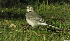 Motacilla alba alba