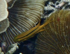 Neoglyphidodon nigroris