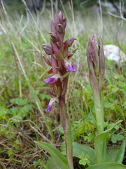 Anacamptis collina