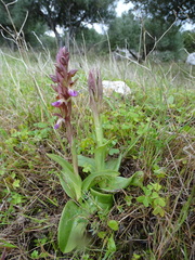 Anacamptis collina