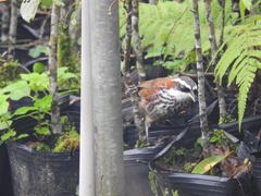 Pomatorhinus musicus