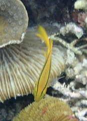 Neoglyphidodon nigroris