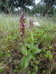 Anacamptis collina