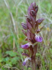 Anacamptis collina