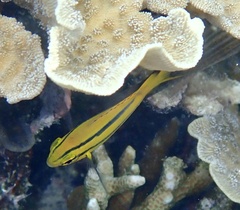 Neoglyphidodon nigroris