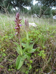 Anacamptis collina