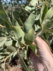 Acacia rhodoxylon