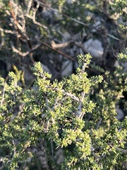 Condalia ericoides