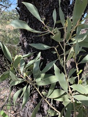 Acacia rhodoxylon