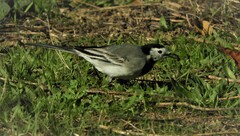 Motacilla alba alba