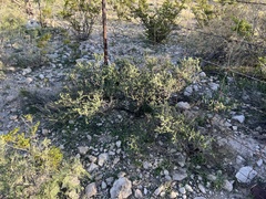 Condalia ericoides