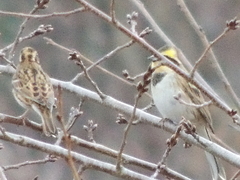 Emberiza elegans