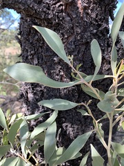 Acacia rhodoxylon