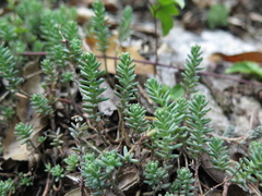Sedum potosinum
