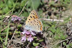 Lycaena alciphron