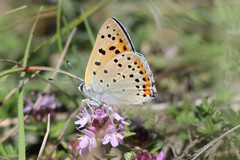 Lycaena alciphron