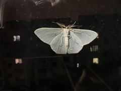 Pelagodes antiquadraria
