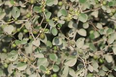Ziziphus nummularia