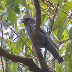 Edolisoma tenuirostre