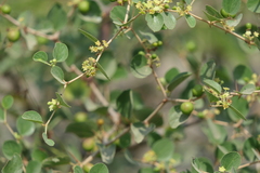Ziziphus nummularia