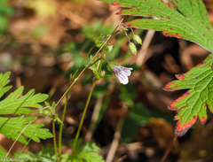 Geranium asiaticum