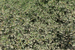 Ziziphus nummularia
