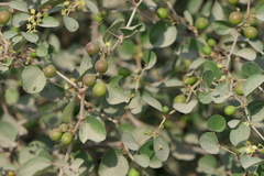 Ziziphus nummularia