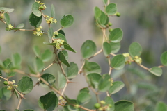Ziziphus nummularia