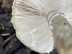 Lactarius vietus