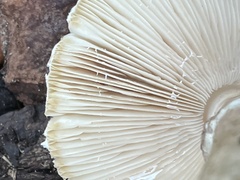 Lactarius vietus