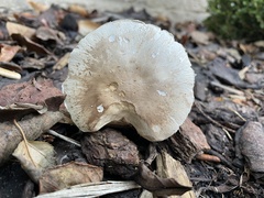 Lactarius vietus