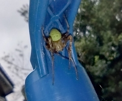Araneus lathyrinus