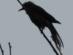 Hypsipetes amaurotis