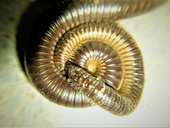 Pachyiulus flavipes