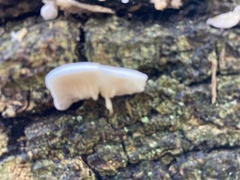 Crepidotus applanatus