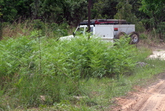 Pteridium centrali-africanum