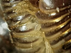 Pachyiulus flavipes