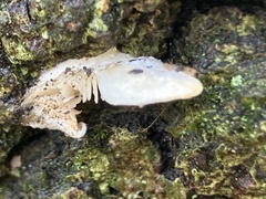 Crepidotus applanatus