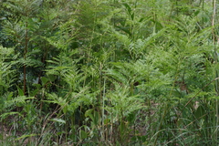 Pteridium centrali-africanum