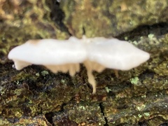 Crepidotus applanatus