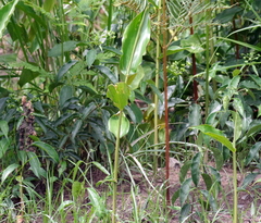 Clerodendrum formicarum